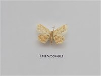 藏品(尺蛾57)的圖片